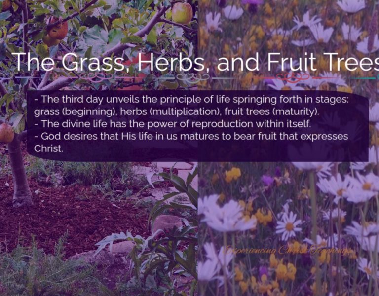 Devotional 226: The Grass, Herbs, and Fruit Trees